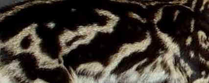 Marbled Bengal Cat